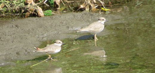 イカルチドリ2羽