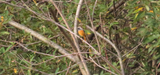 ジョウビタキ雄