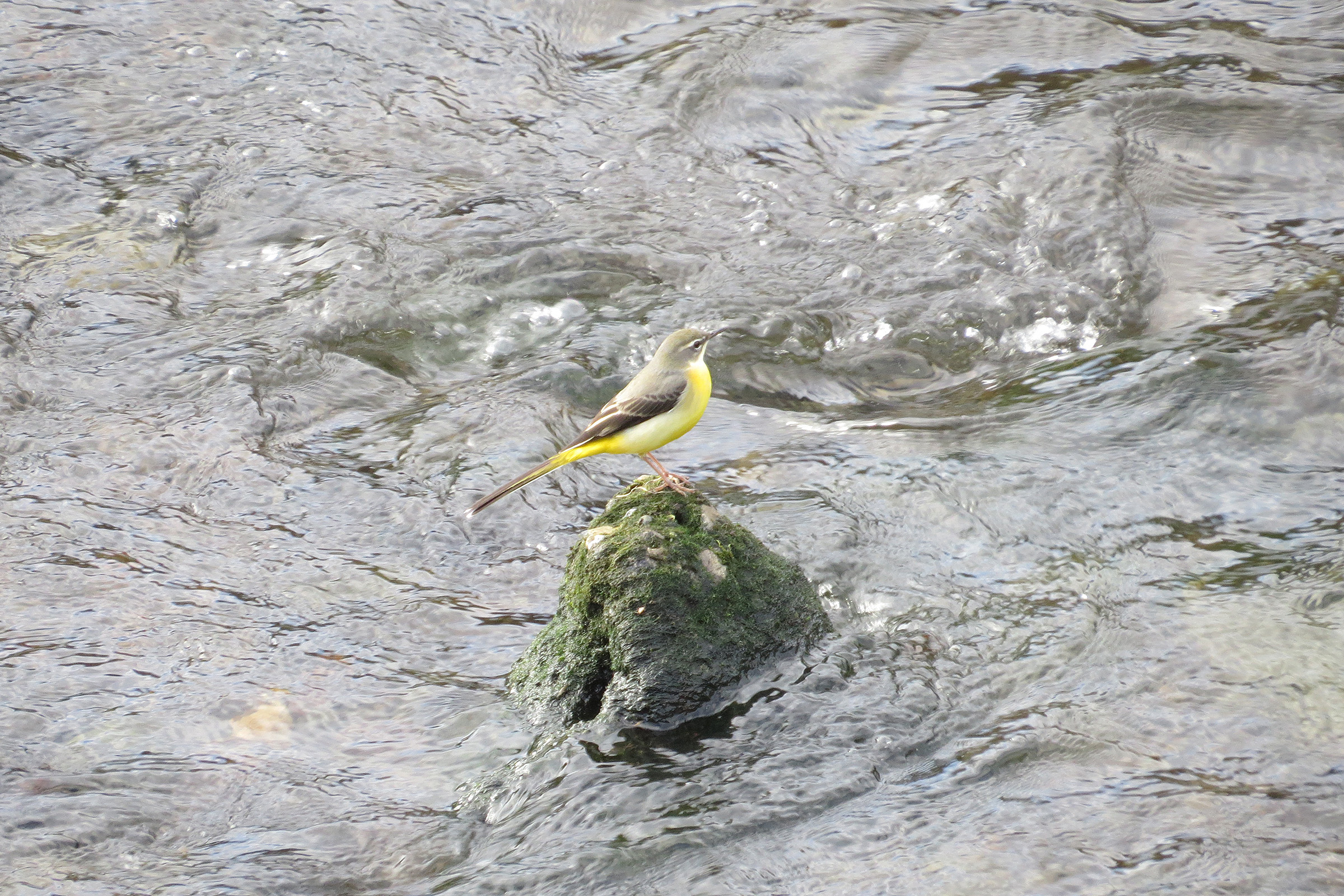 キセキレイメイン