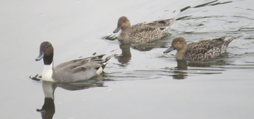 オナガガモ雌雄メイン