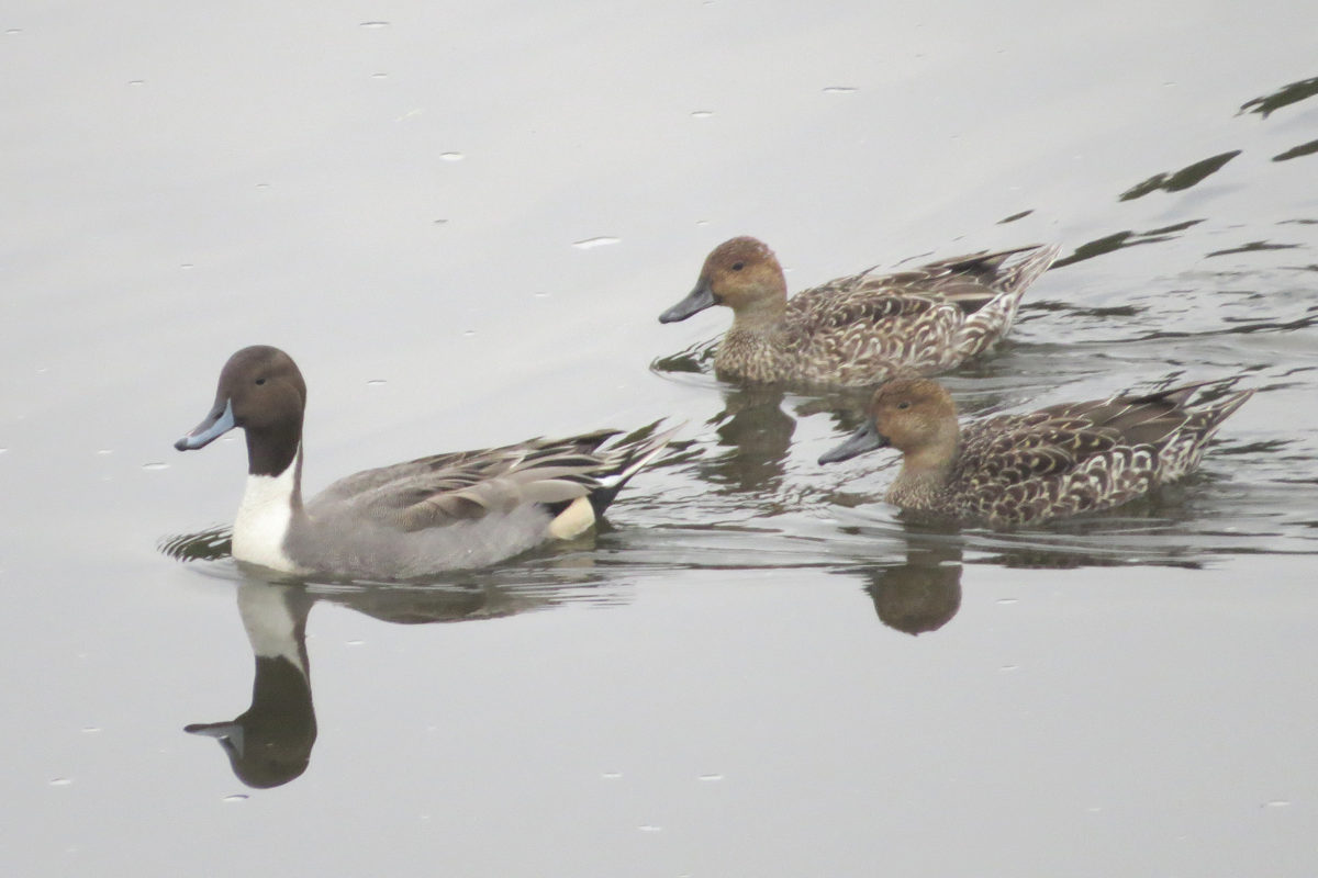 オナガガモ雌雄
