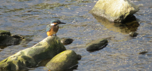 カワセミ右向き