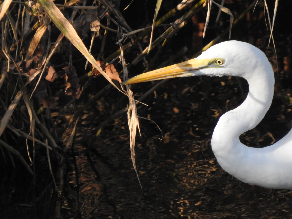 ウサギ目: 例と特徴