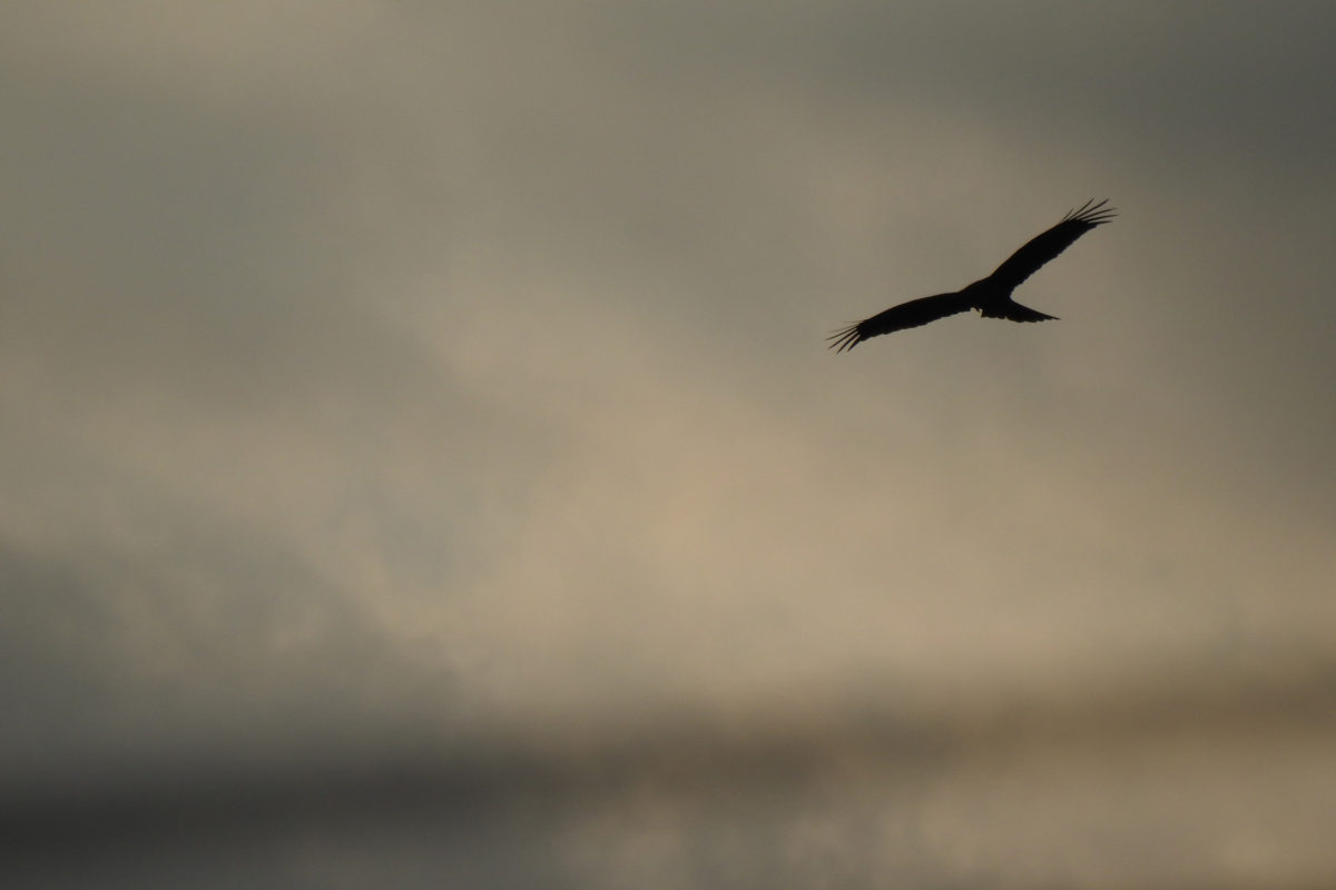 トビシルエット