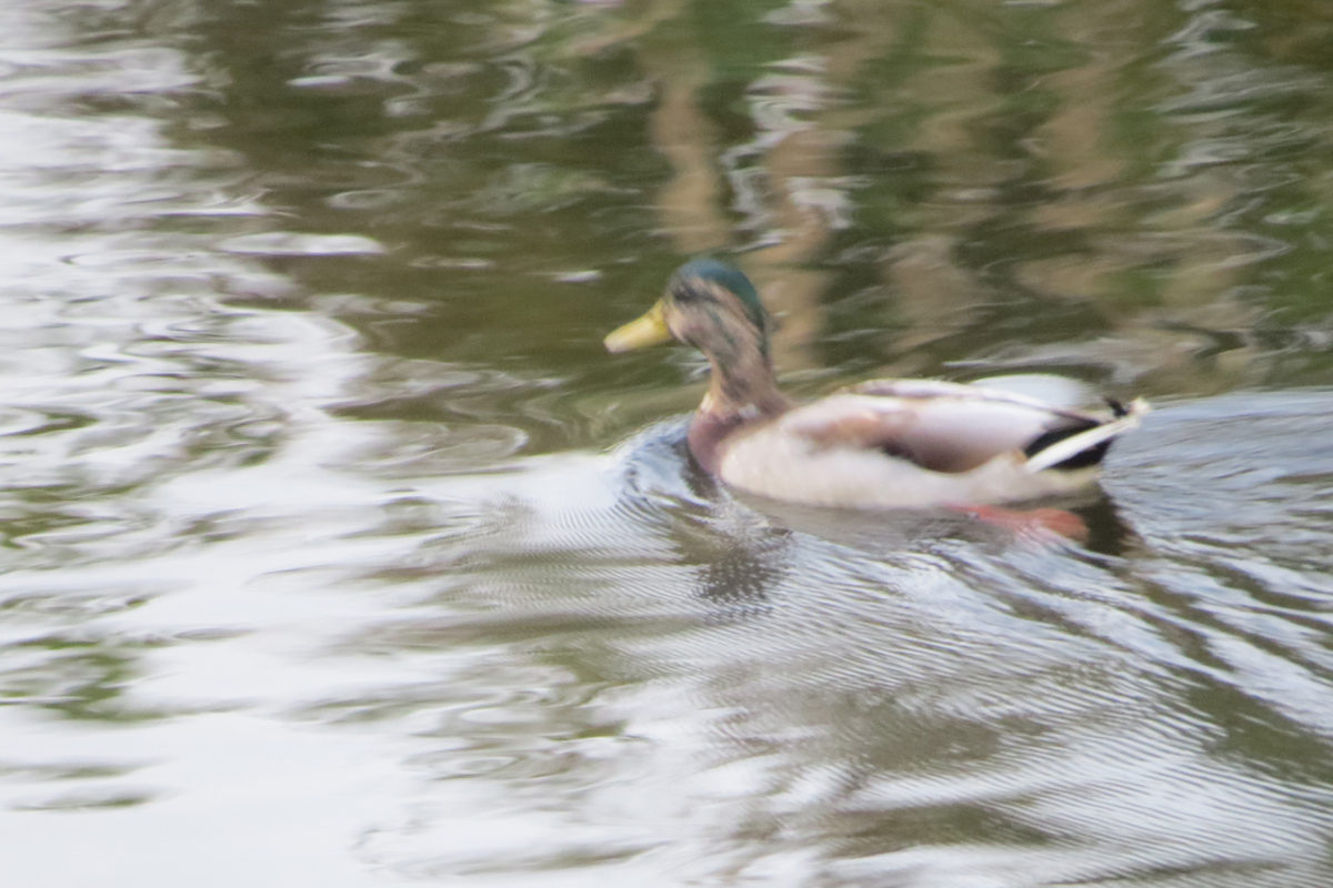 マガモエクリプス？