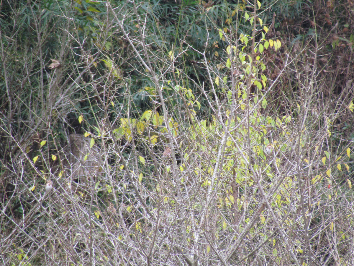 カシラダカ遠い