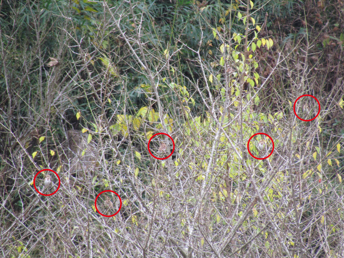 カシラダカまる