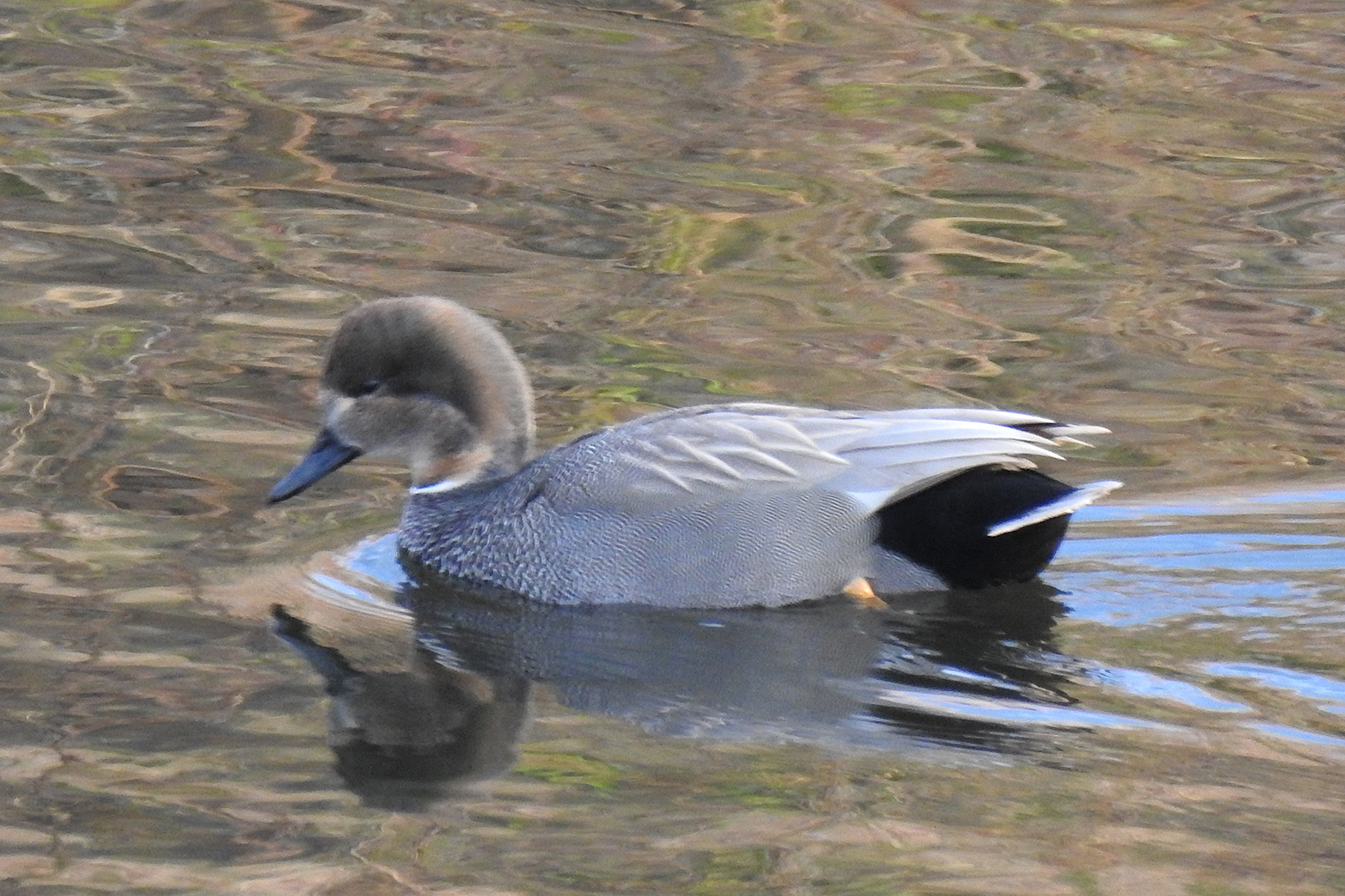 世界で最も美しい動物 - 交雑種のイルカ