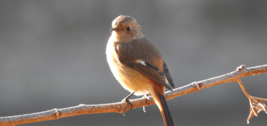 ジョウビタキメイン