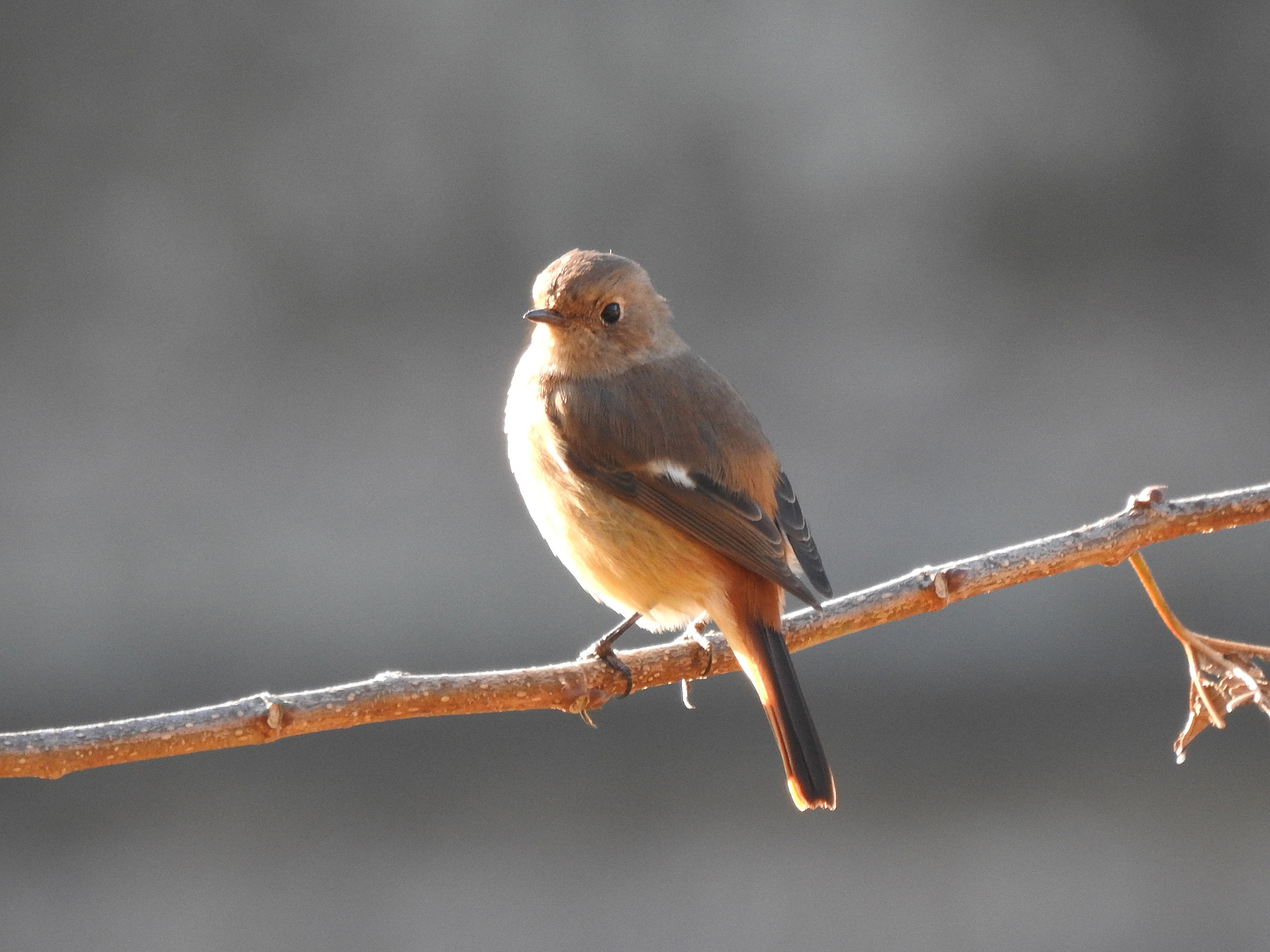 アルゼンチンの鳥 -