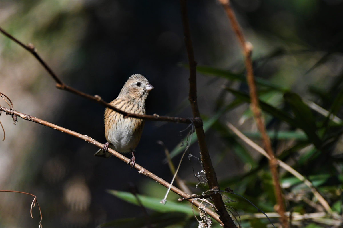 スズメ目の鳥: その概要と例 - スズメ目の鳥とは