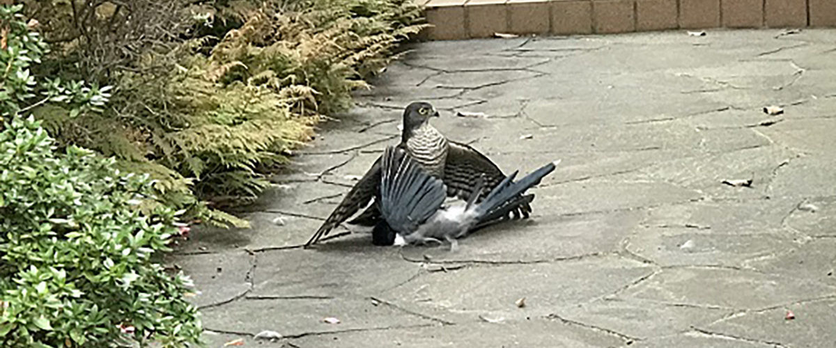 ツミ捕食2アップ