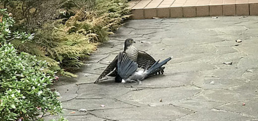 ツミ捕食2アップ