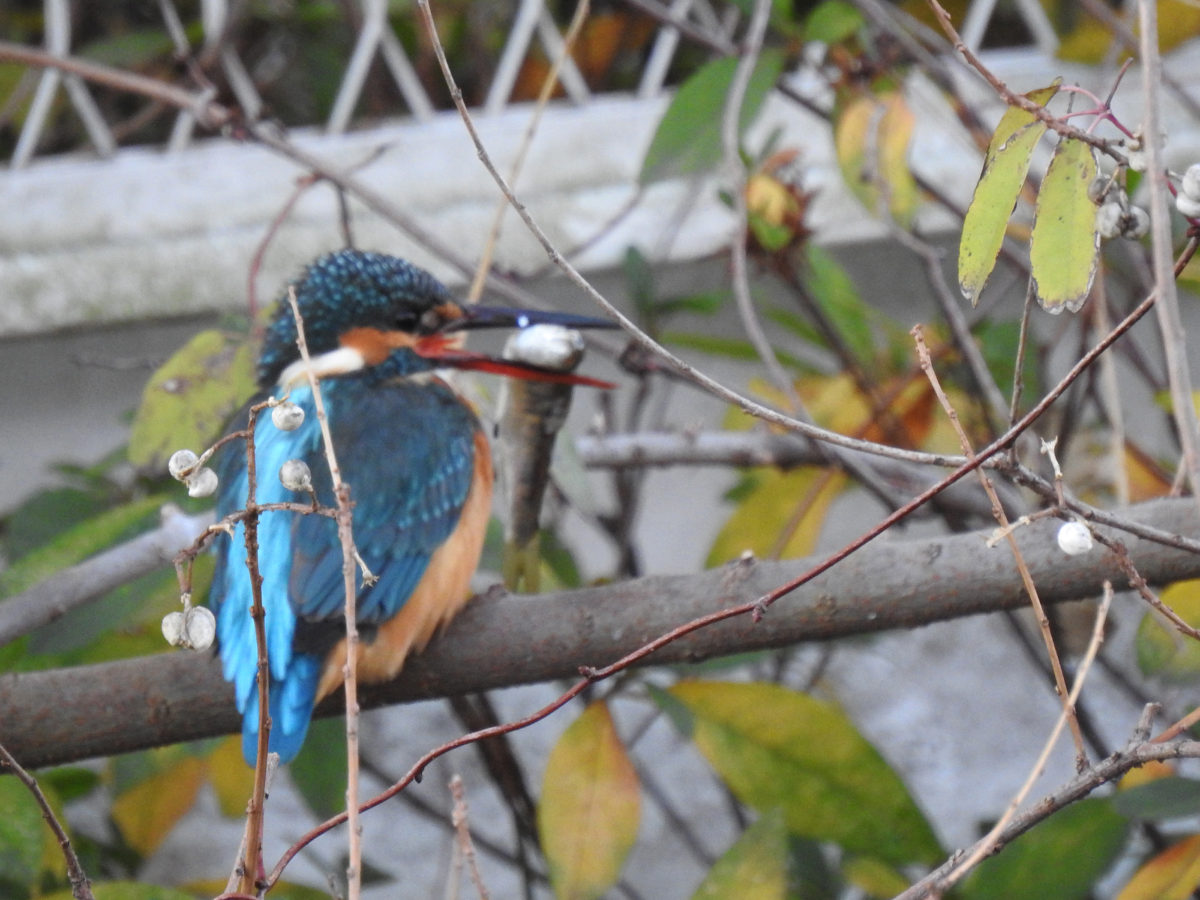 カワセミ大物を咥える雌