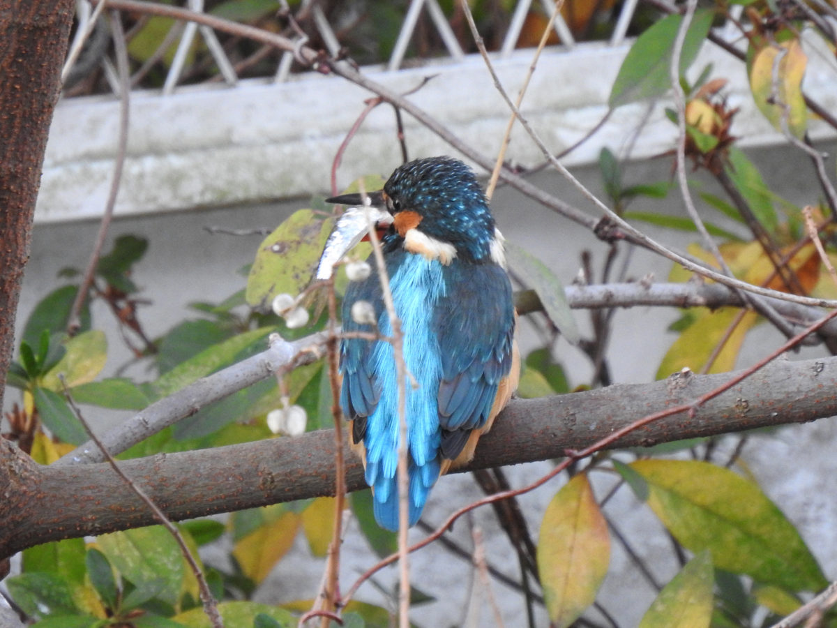 カワセミ大物を咥える