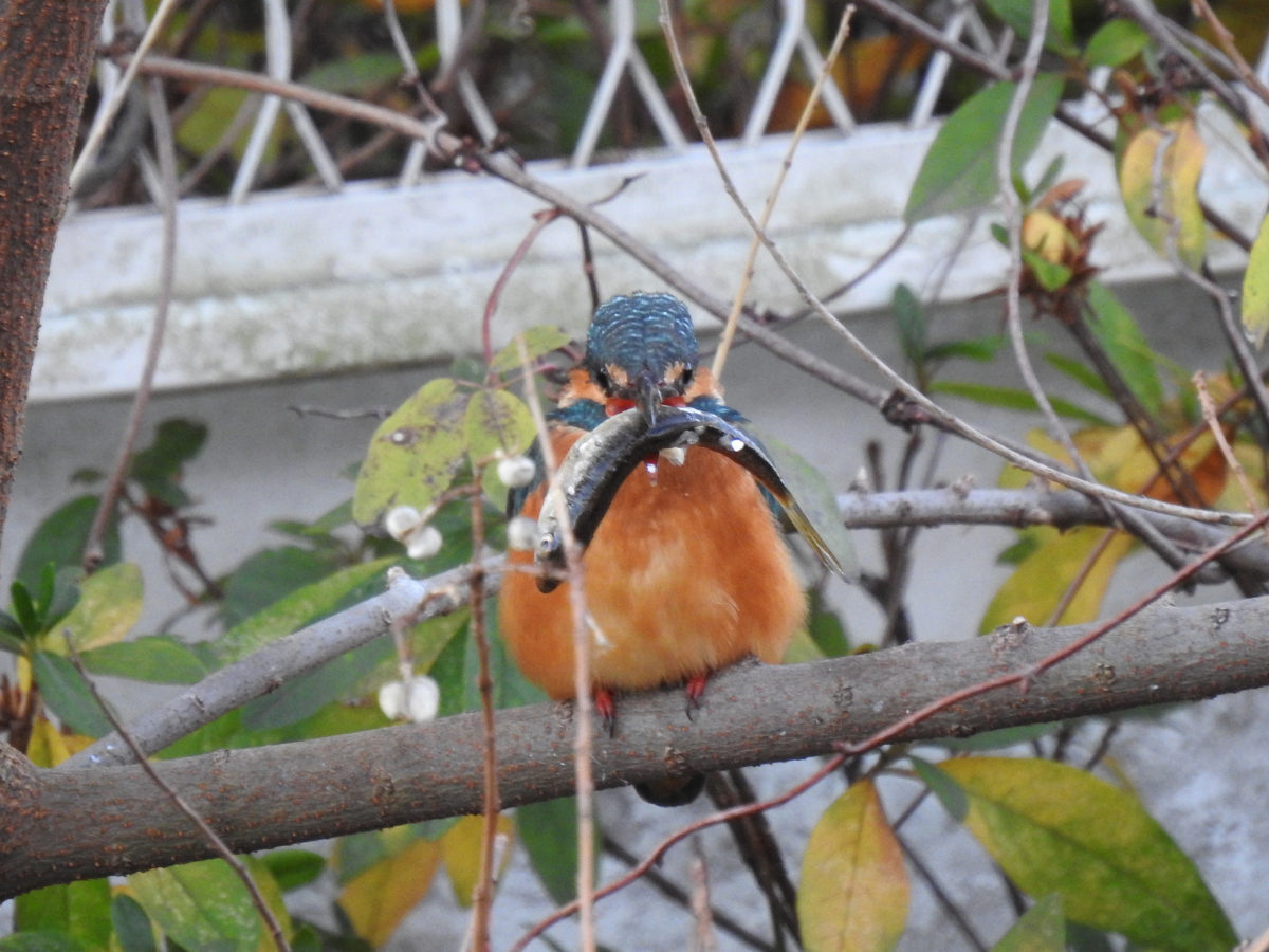 カワセミ大物を咥える正面