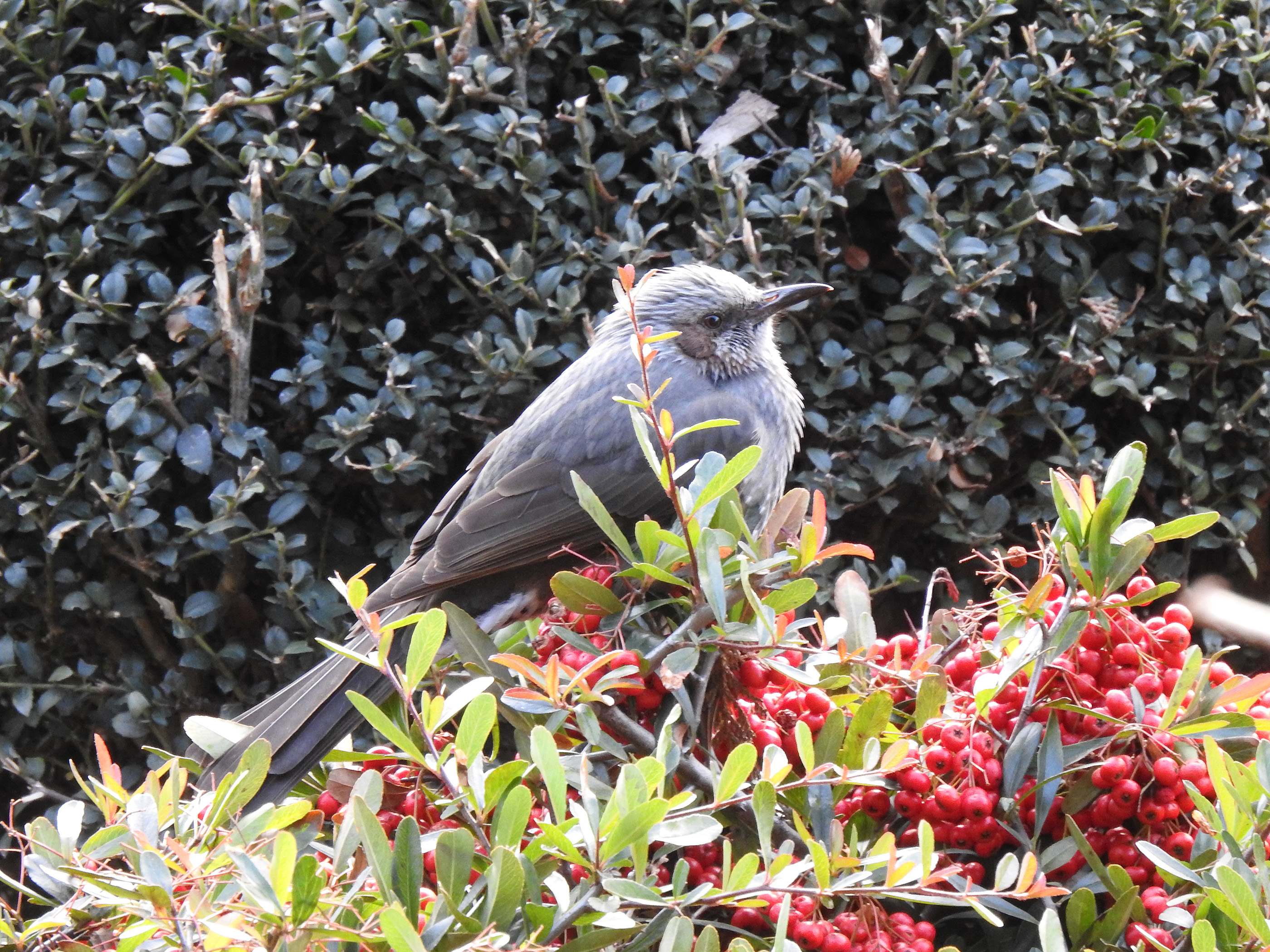 ヒヨドリ ピラカンサの実を食べる みどりの鳥 横浜市北部 緑区周辺の野鳥紹介