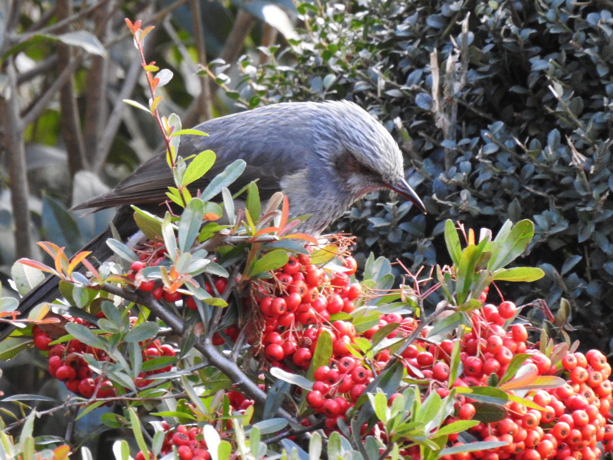ヒヨドリ ピラカンサの実を食べる みどりの鳥 横浜市北部 緑区周辺の野鳥紹介