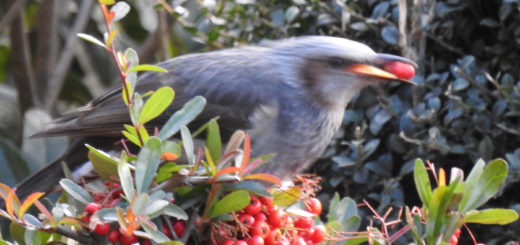 ヒヨドリぱく！