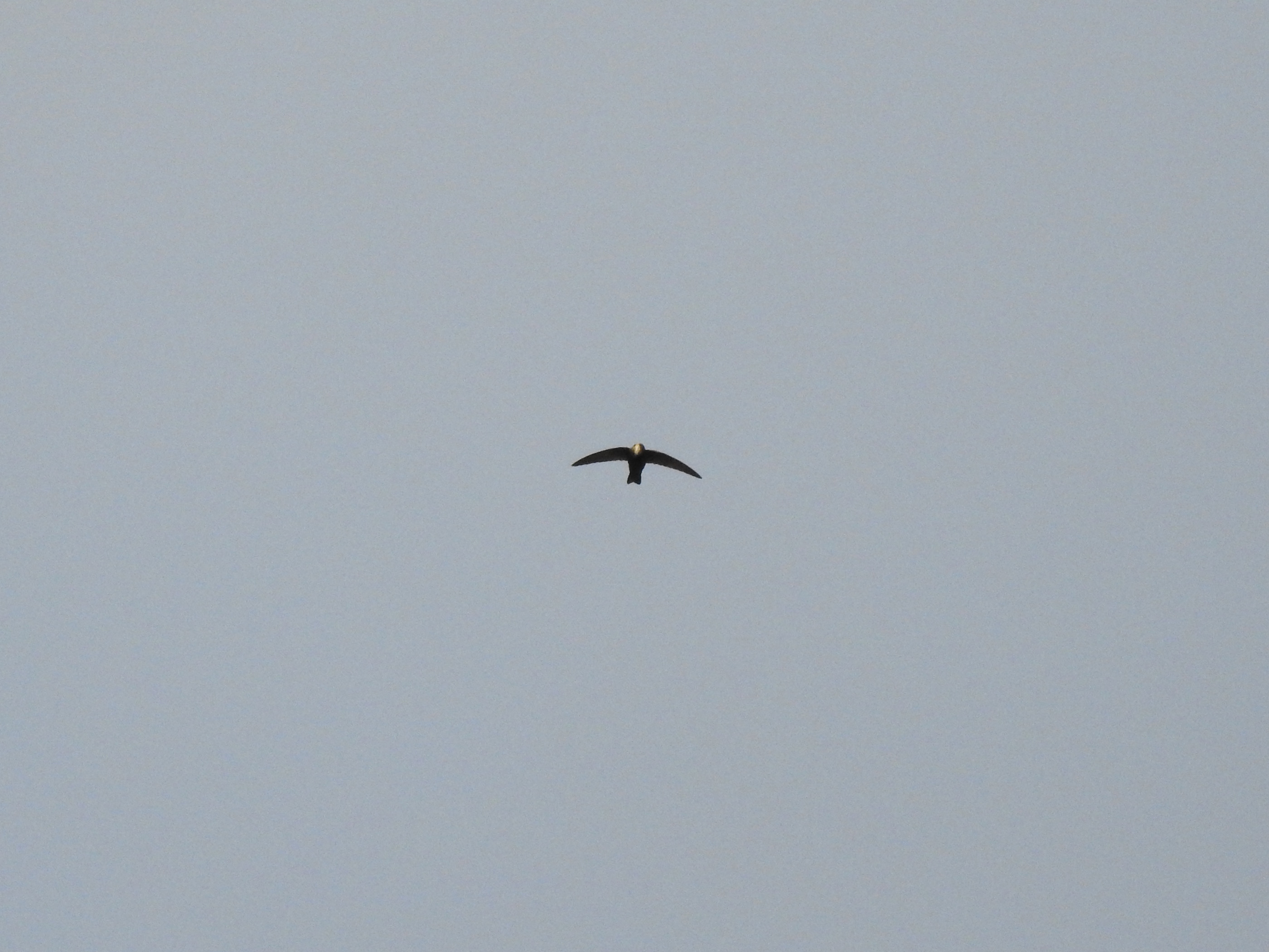 ヒメアマツバメ