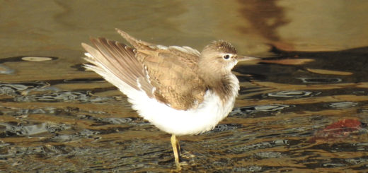 イソシギポーズ1