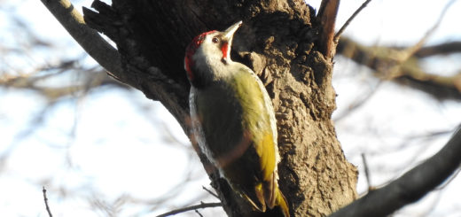 アオゲラ雄メイン