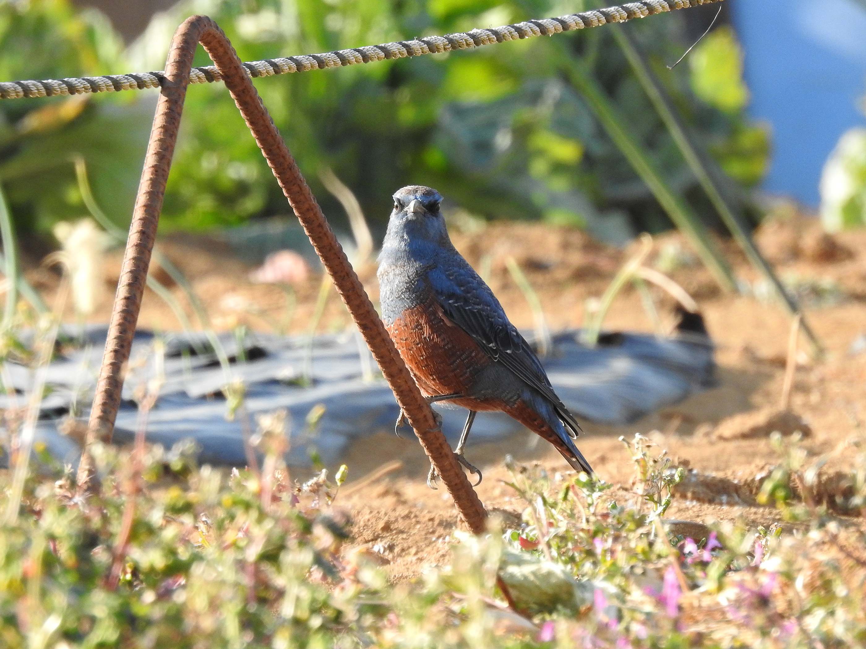 コロンビアの鳥 - ユキインコ