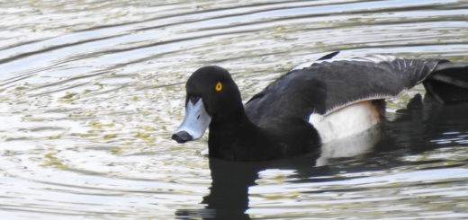 キンクロハジロ