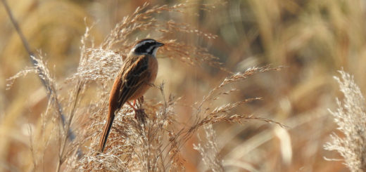 ホオジロ右向き