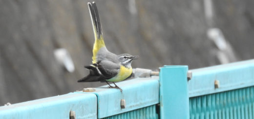 キセキレイ雌ポーズ