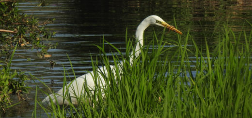 ダイサギ食べる
