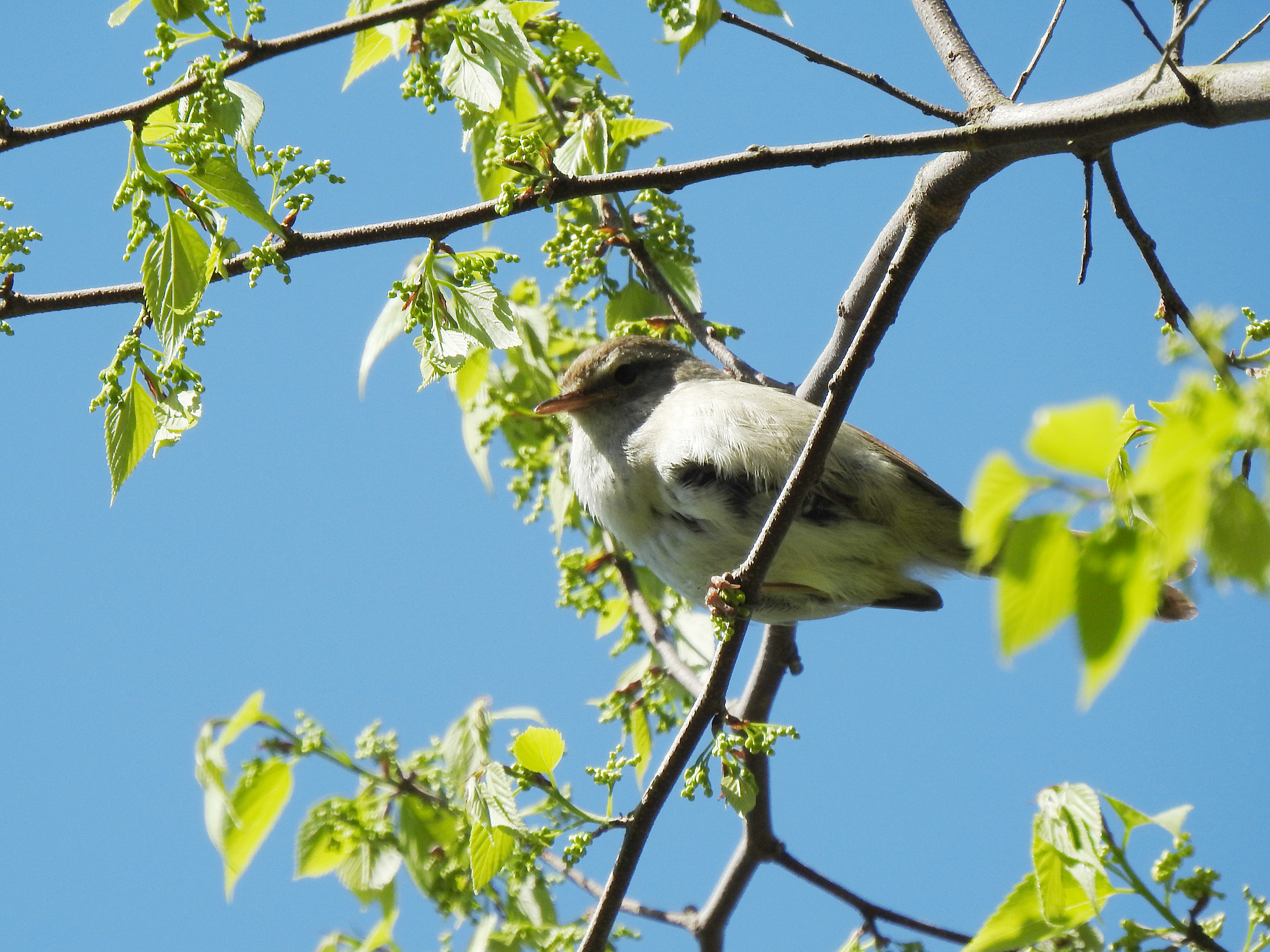 ウグイス 三保市民の森19 みどりの鳥 横浜市北部 緑区周辺の野鳥紹介