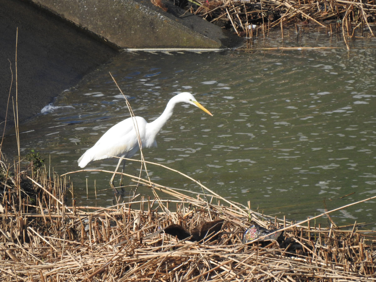 なぜバラにはトゲがあるのでしょうか?