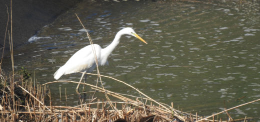 バリアントは BA.2 よりも感染力が 10% 高いようです