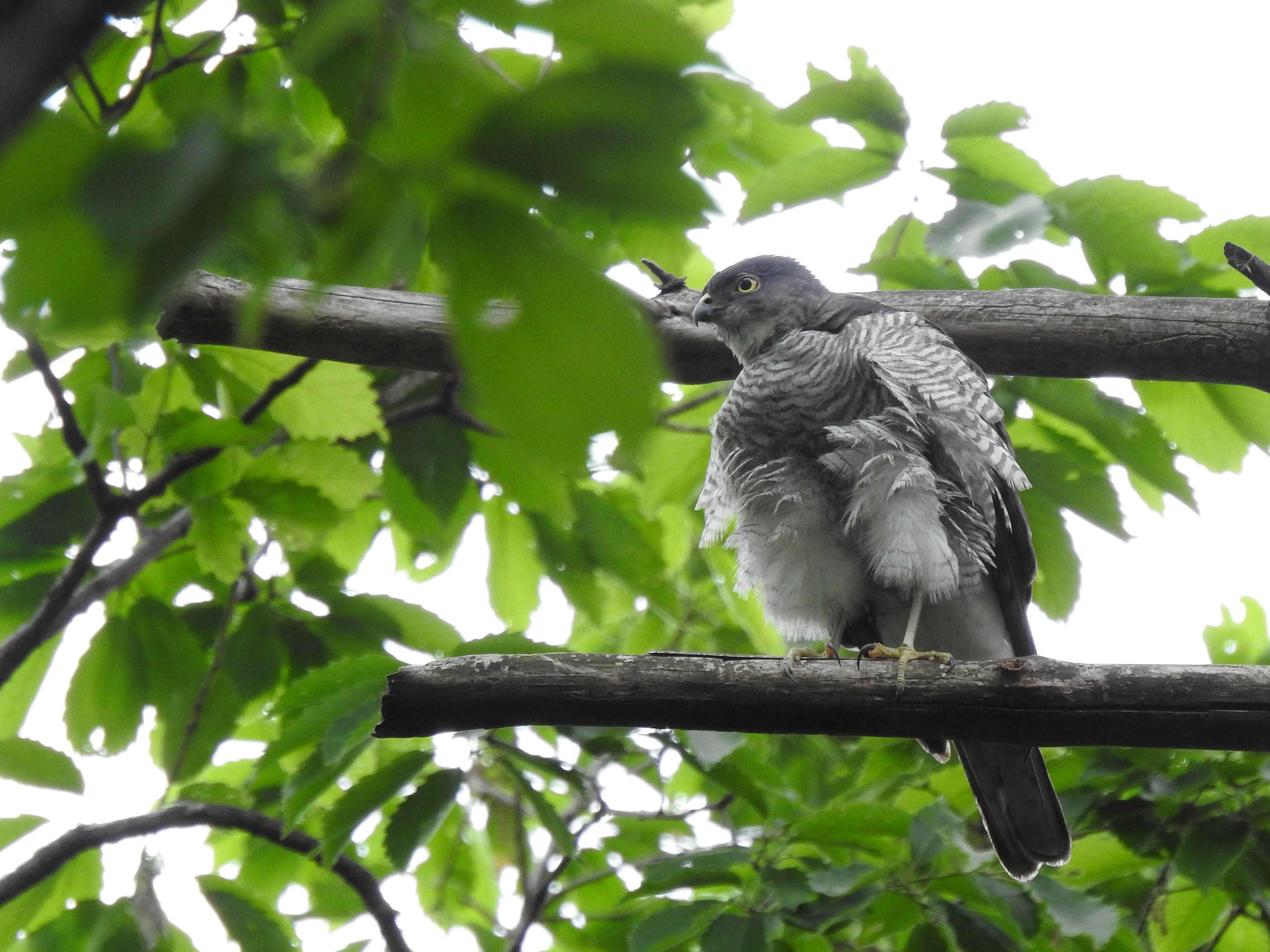 アルゼンチンの鳥 - アンデス コンドル