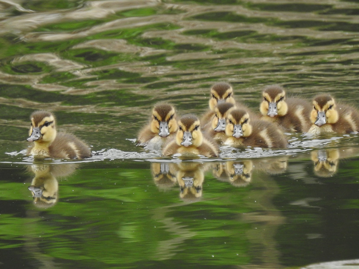 ウミガメはどのように生まれるのか - ウミガメのヒナの生存