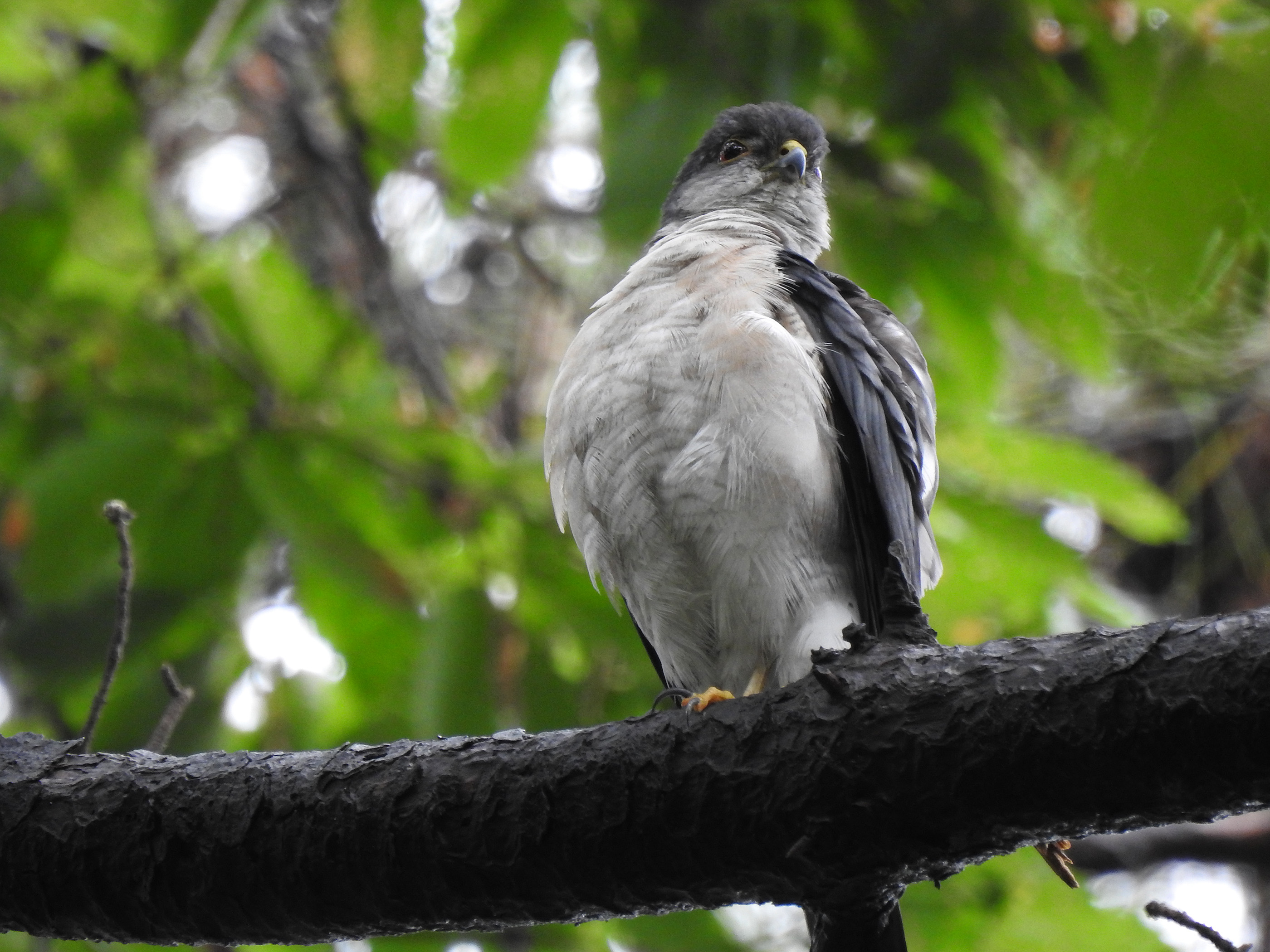 刺胞動物の特徴と例 -