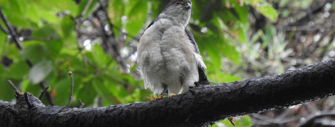 ツミ雄緑バック