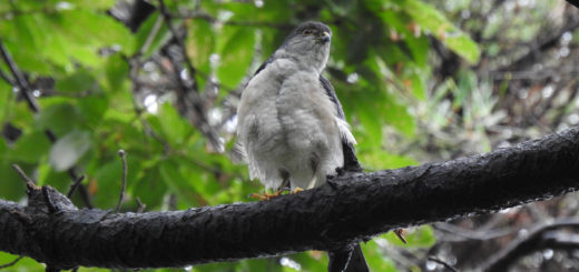 ツミ雄緑バック