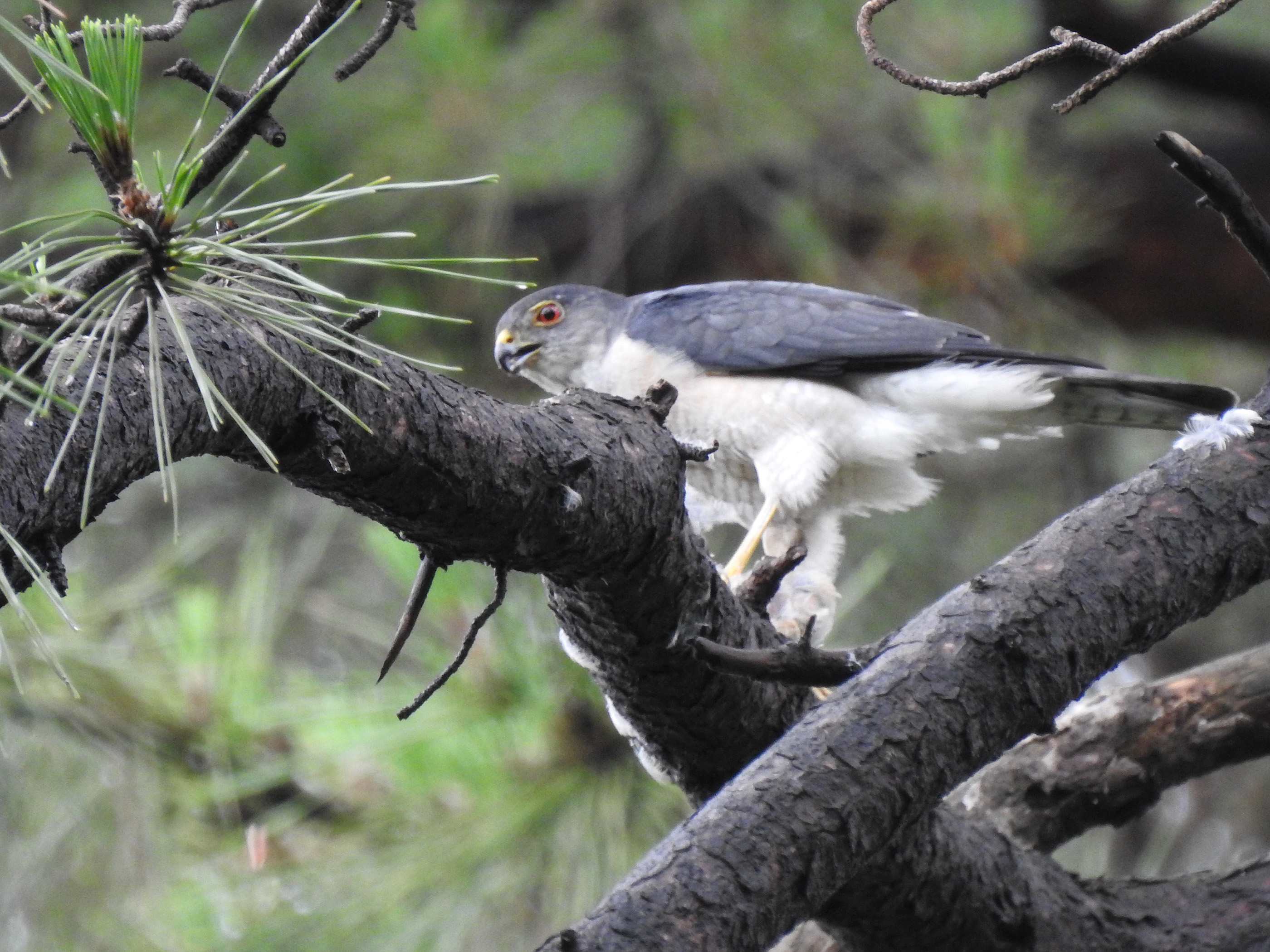 ツミ捕食別アングル