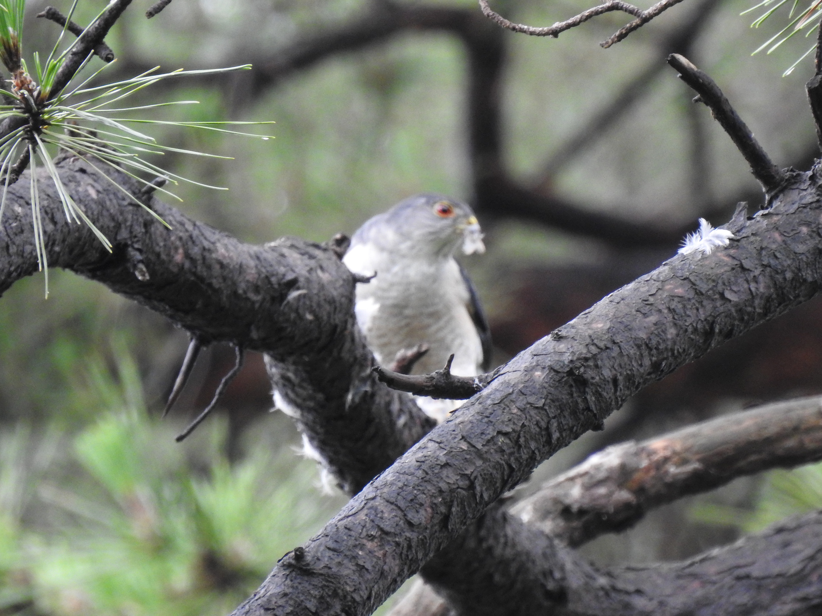 ツミ捕食別アングル