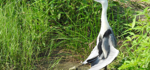 アオサギ羽をだらん