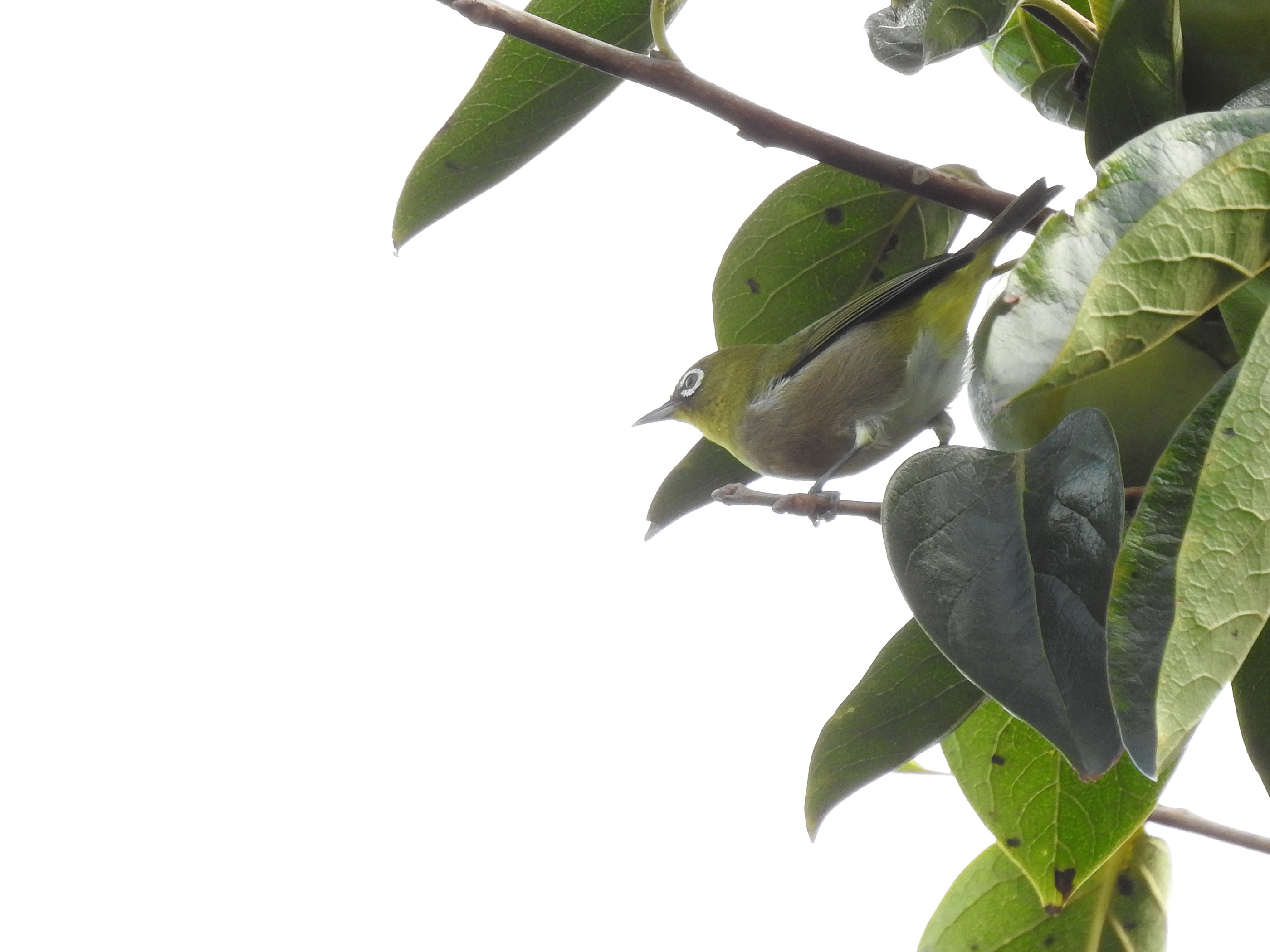 自殺する動物はいますか? - タコ (頭足類)