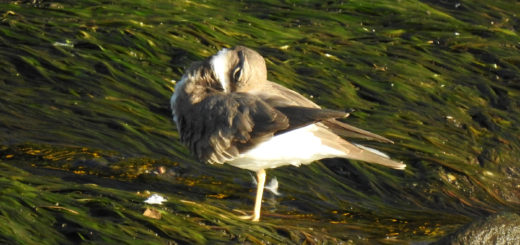 イカルチドリ羽繕い