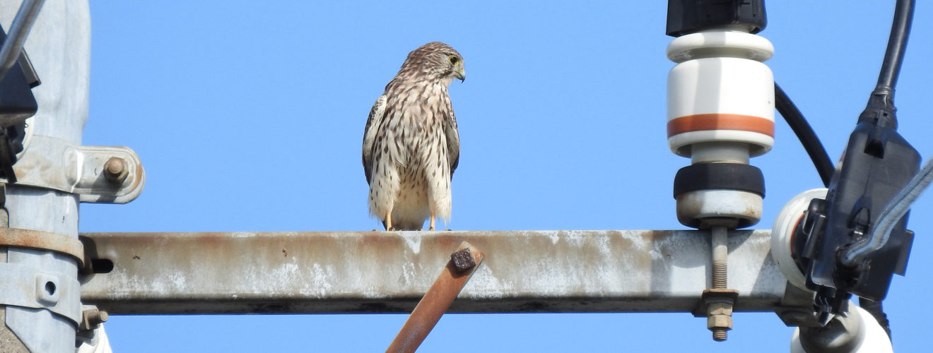 チョウゲンボウ電柱