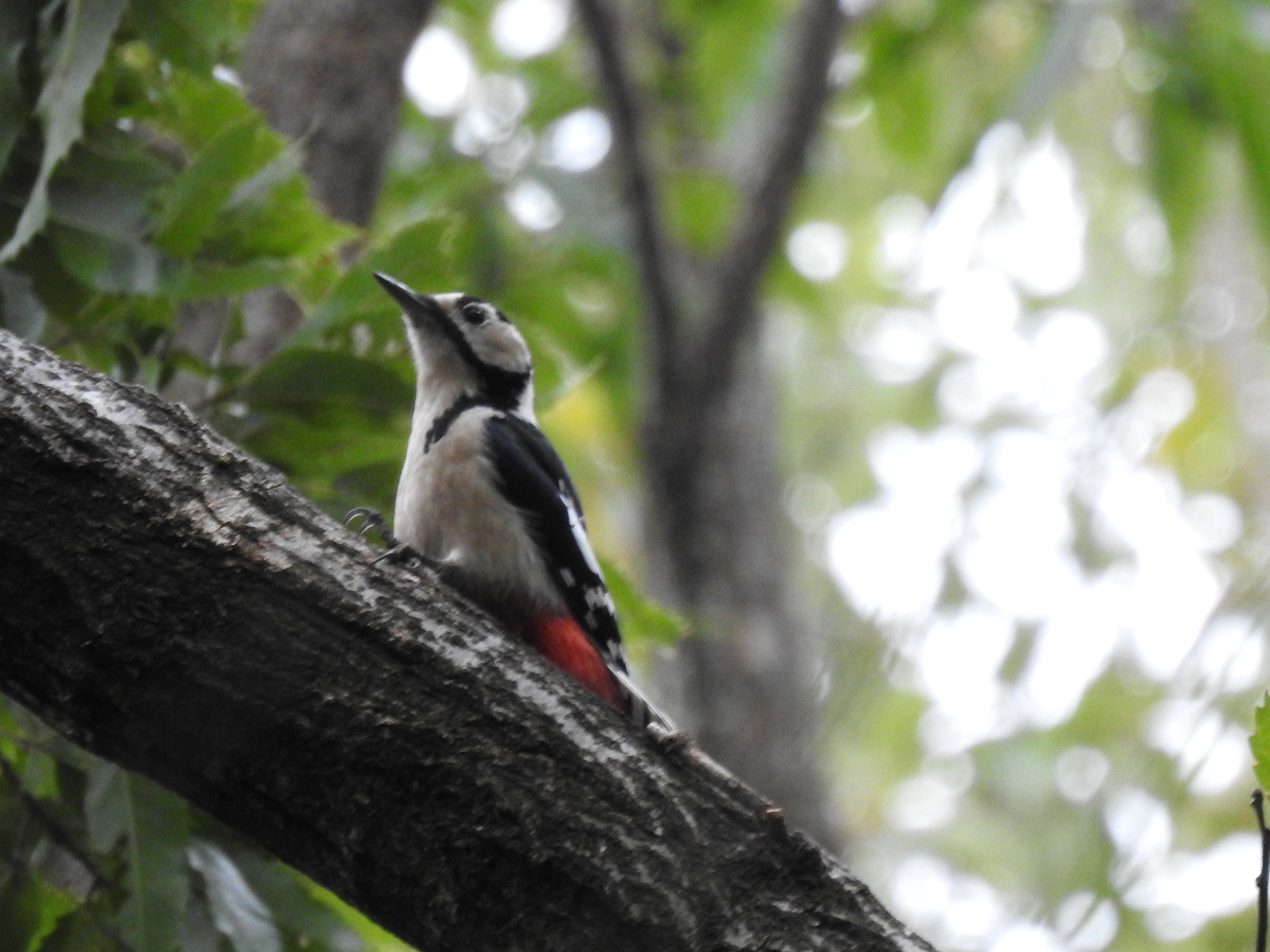 アルゼンチンの鳥 -
