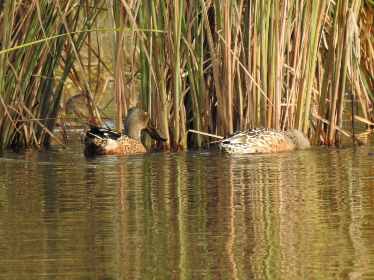 ハシビロガモ雄