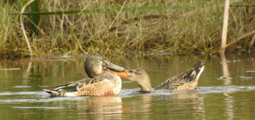 ハシビロガモ2羽