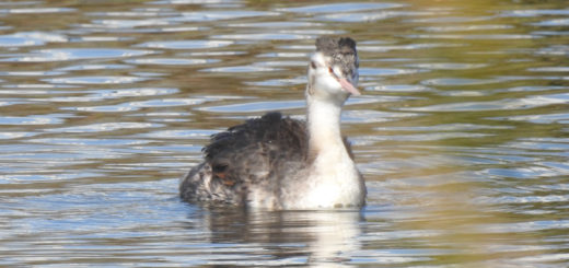 カンムリカイツブリ前
