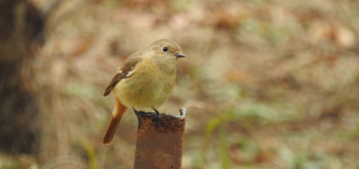 ジョウビタキ雌首を傾げる